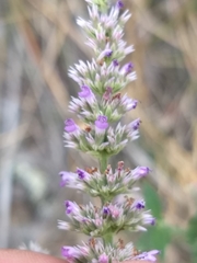 Agastache wrightii