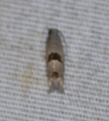 Pelochrista consobrinana