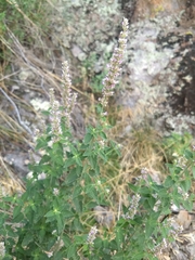 Agastache wrightii