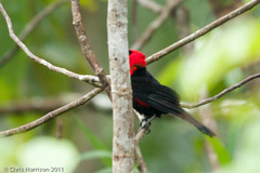 Ramphocelus nigrogularis