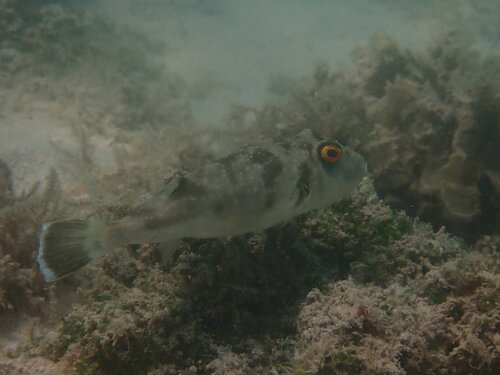 Naked puffer (Sphoeroides lispus) — Tetraodontidae