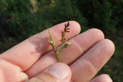 Scleria muehlenbergii