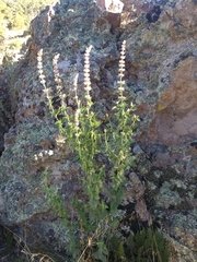 Agastache wrightii