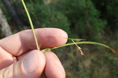 Scleria muehlenbergii