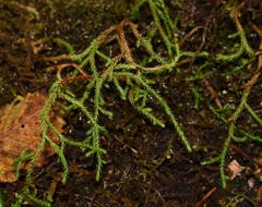Selaginella oregana