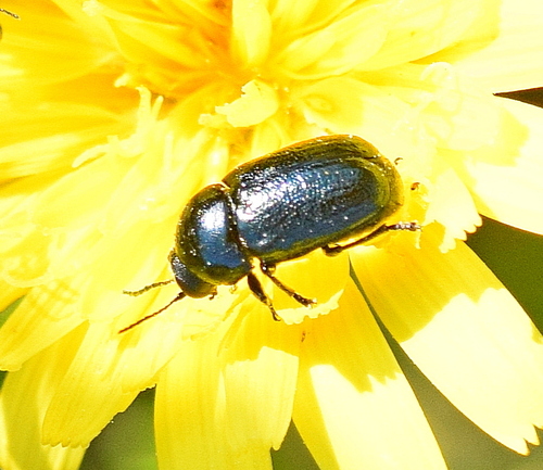 Cryptocephalus violaceus