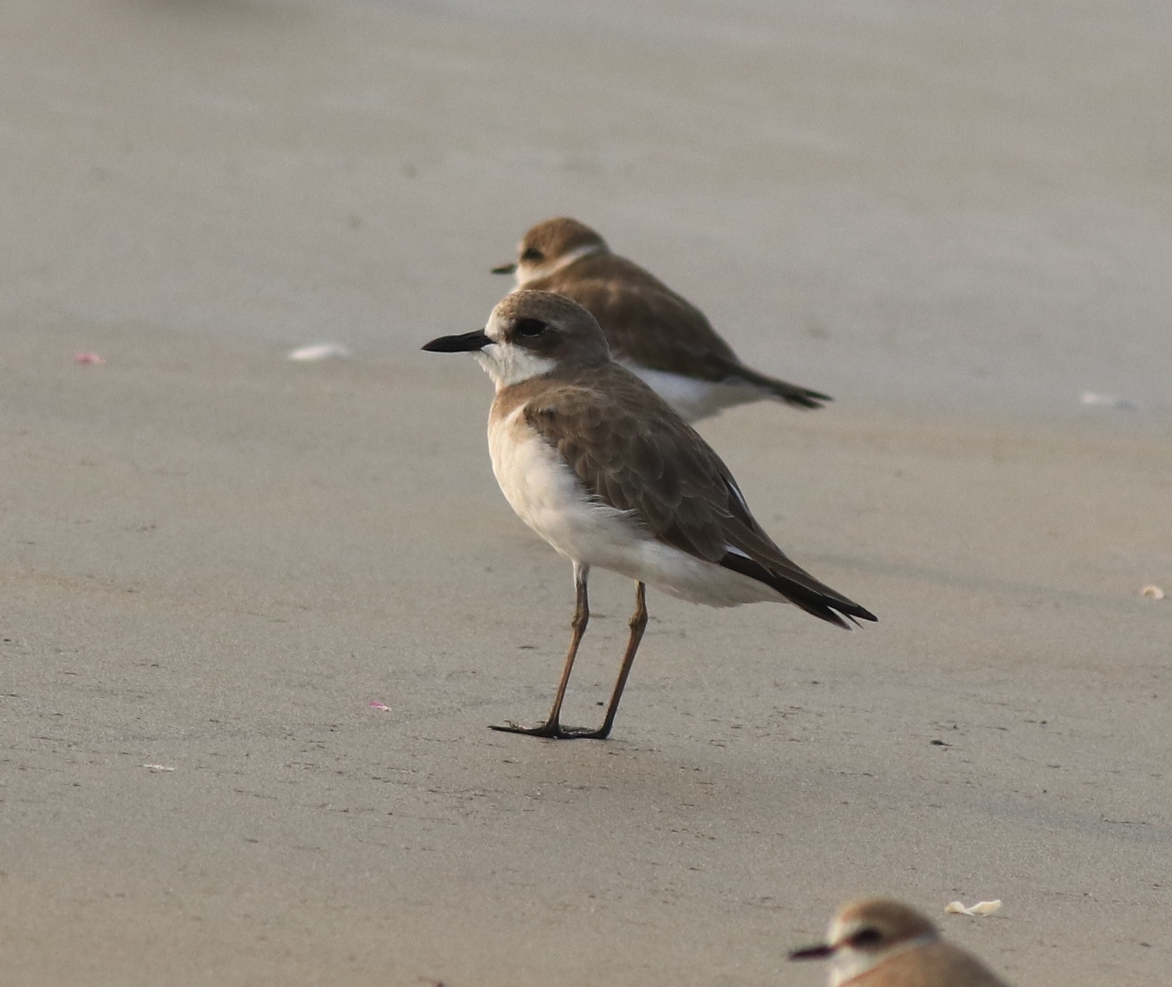 Greater Sand Plover