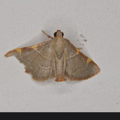 Hypsopygia binodulalis
