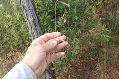 Rhynchospora inexpansa