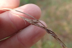 Rhynchospora inexpansa