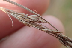 Rhynchospora inexpansa