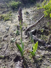 Thelymitra epipactoides