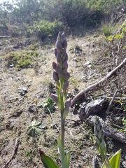 Thelymitra epipactoides
