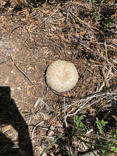 iNaturalist observation photo of Giant Sawgill
