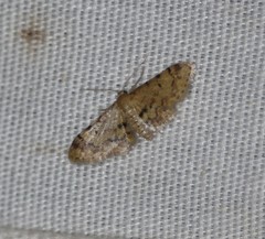 Idaea pervertipennis