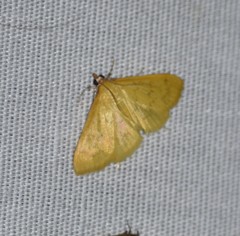 Loxomorpha flavidissimalis