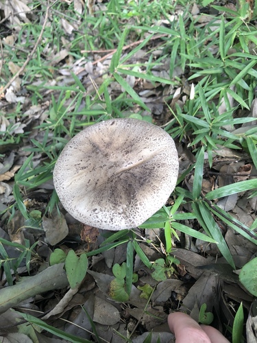 Agaricus californicus
