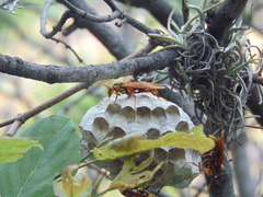 Polistes carnifex carnifex