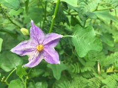 Solanum trilobatum
