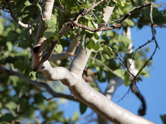 Corymbia confertiflora