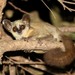 Zanzibar Bushbaby - Photo (c) Martin Grimm, some rights reserved (CC BY-NC), uploaded by Martin Grimm