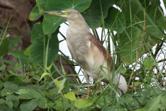 Ardeola grayii