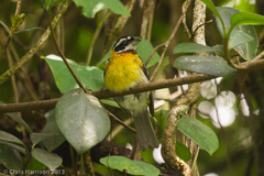 Spindalis portoricensis