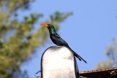 Phoeniculus purpureus