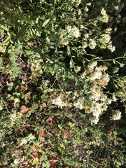 Sericocarpus oregonensis