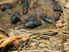 Compsomyiops callipes