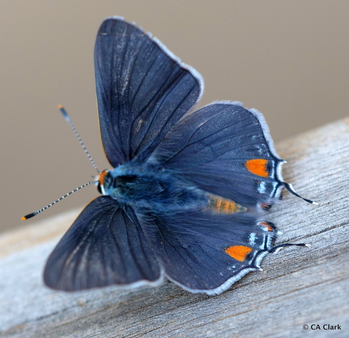 Gray Hairstreak, photo 2 of 8