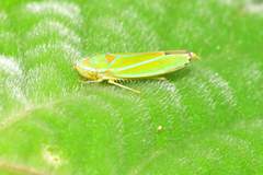 Graphocephala rufimargo