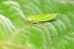 Graphocephala rufimargo