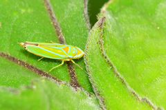 Graphocephala rufimargo
