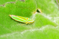 Graphocephala rufimargo
