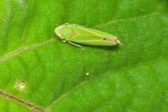 Graphocephala rufimargo