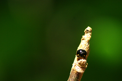 Coptosoma xanthogramma
