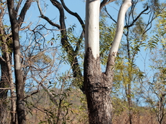 Corymbia confertiflora