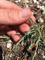 Boechera platysperma