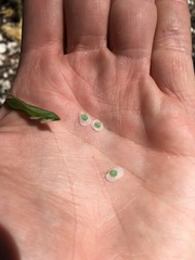 Boechera platysperma