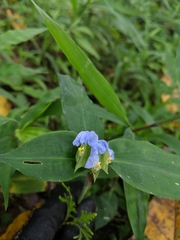 Commelina paludosa
