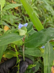 Commelina paludosa