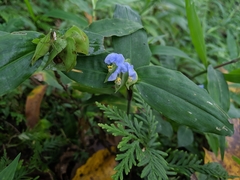 Commelina paludosa