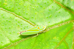 Graphocephala rufimargo