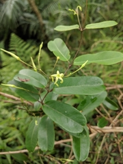 Cryptolepis sinensis