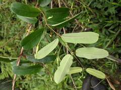 Cryptolepis sinensis