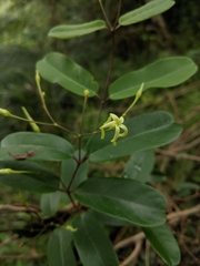 Cryptolepis sinensis