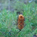 Banksia spinulosa - Photo (c) Reiner Richter,  זכויות יוצרים חלקיות (CC BY-NC-SA), הועלה על ידי Reiner Richter