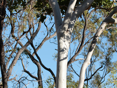 Corymbia confertiflora