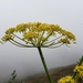 Foeniculum - Photo (c) Spencer Holmes, μερικά δικαιώματα διατηρούνται (CC BY-NC), uploaded by Spencer Holmes